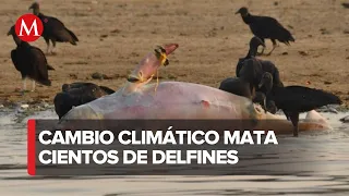 Mortandad de más de 100 delfines rosados en el Amazonas, Brasil