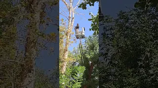 В Ташкенте пилят сухие деревья