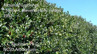 Almanac Gardener Featuring J. C. Raulston - 'Nellie R. Stevens' Holly Hedge