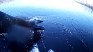 ПОДВОДНАЯ ОХОТА ОЗЕРО ОСТРОВЕНСКОЕ. Раки, Нашёл МЕРЕЖУ. UNDERWATER HUNTING. @rybalka-s-ohotoj