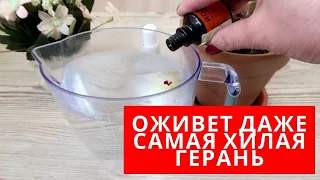 НЕСКОЛЬКО КАПЕЛЬ творят ЧУДЕСА с ГЕРАНЬЮ