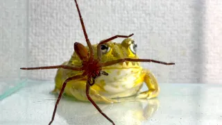 A long-legged spider that provokes / Pacman frog , African bullfrog【LIVE FEEDING】