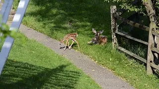Mother Deer Feeding Baby Fawn - Within Nature Channel