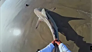 Droning BIG Baits off the Surf, Avet 50W action caught HUGE SHARK