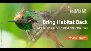 Bring Habitat Back: Conserving Birds Across the Americas | ABC Webinar