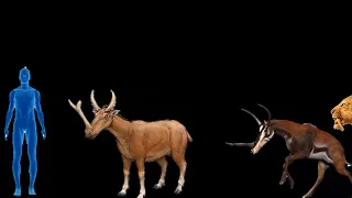 Ancient Animals Of The Cenozoic Era Size Comparison