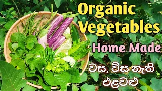 Organic Vegetables / Home made / වස, විස නැති එළවළු / Organic Farming / Organic foods.