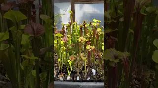 Sarracenia Greenhouse May 25, 23