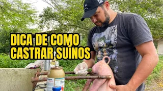 CASTRAÇÃO DE SUÍNOS #suinocultura #suino #porco