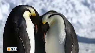 Pinguine - ein bedrohtes Tier? (N24)