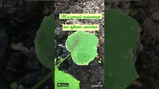 Листья ОГУРЦА с жёлтой каймой по краю.Что предпринять?☘️