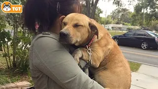 Most Emotional Dogs Reunions with Their Owners That Will Melt Your Heart ❤️ #2