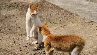 Male cats on Cat Island that fight incessantly