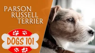 Dogs 101 - PARSON RUSSELL TERRIERR - Top Dog Facts About the PARSON RUSSELL TERRIERR