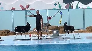 Хургада. Дельфинарий Dolphin World. Шоу морских котиков Агат и Смелая.