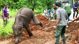 This innocent baby elephant was critically injured by eaten "hakka patas" | Baby Elephant Rescue