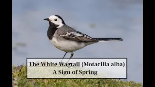 The White Wagtail (Motacilla alba) - A Song of Springtime