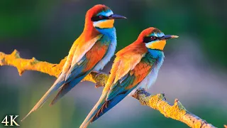 11 Hours of 4K Beautiful Birds + Classical Music for Relaxation