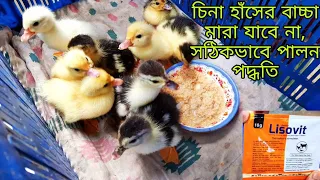 চিনা হাঁসের বাচ্চা সঠিকভাবে পালন পদ্ধতি। Cina hasher baccha palon kora