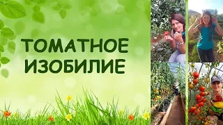 Томатное изобилие! (Семинар)