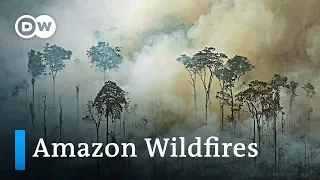 Amazon rainforest fires spread across South America | DW News