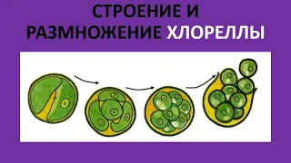 8.  Строение и размножение хлореллы