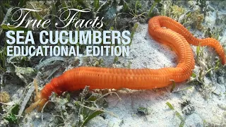 Sea Cucumbers: Educational Edition