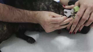 Как подстричь когти собаке
