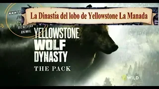 La Dinastía del lobo de Yellowstone La Manada (Español Latino)