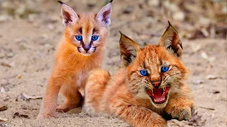 Top 10 RAREST And Most Beautiful Wild Cats On Earth!