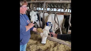 Virtual Farm Tour - JoBo Holstein Farm