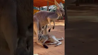 Baby Kangaroo Falls Trying to Get Into Mom’s Pouch