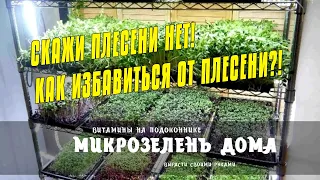 МИКРОЗЕЛЕНЬ ПОДСОЛНЕЧНИКА БЕЗ ПЛЕСЕНИ - КАК ВЫРАСТИТЬ ПОДСОЛНЕЧНИК НА МИКРОЗЕЛЕНЬ БЕЗ ПЛЕСЕНИ