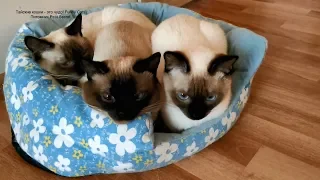Три моих молодых тайских котика окраса сил-пойнт отдыхают! Тайские кошки - это чудо! Funny Cats