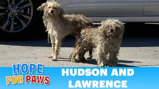 Two homeless dogs, one of them missing HALF of his leg! #dog #story