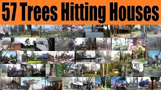 57 Trees Hitting Houses 🌲🏠