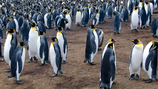Gigantic Colony of King Penguin Bird | Penguin Vocalizations | Sound of Penguins surrounds the shore