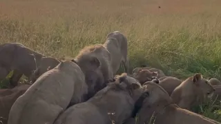 10 lions vs warthog video