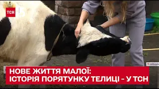 🐮 Мала буде жити! Два місяці у Києві рятують телицю, що постраждала від російських обстрілів