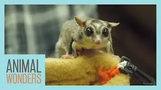 Our 4 Sugar Gliders! | Update & Training Session