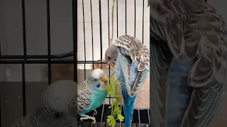 NEW BABY BUDGIE! | We Got A New Bird! #shorts #ytshorts #shortvideo