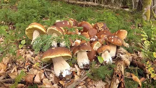 Eldorado of porcini mushrooms! All series in a row.