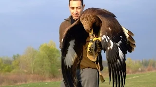 Hunting with a Golden Eagle - Amazing short movie