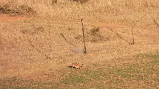 300 Win Mag Head Shot - 625 yards