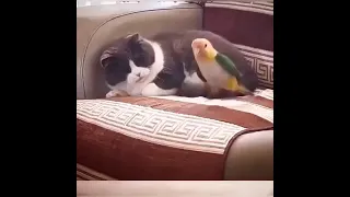 Cat beats up Parrot for being annoying.