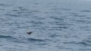 Northern Fulmar (Fulmarus glacialis) Flying Across the Water - Shearwater Journeys