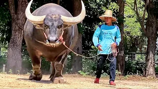 Swamp Buffalo from Thailand