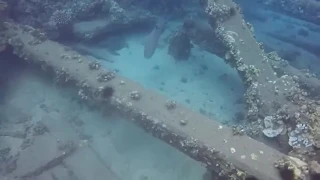 Shark Dive In Maui at Mala Pier Lahaina