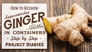 ★ How to Regrow Ginger from Store Bought in Containers (Step by Step Guide)