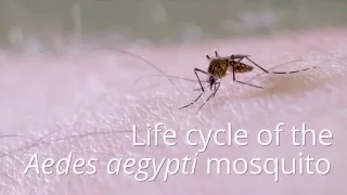 Life cycle of the mosquito Aedes aegypti
